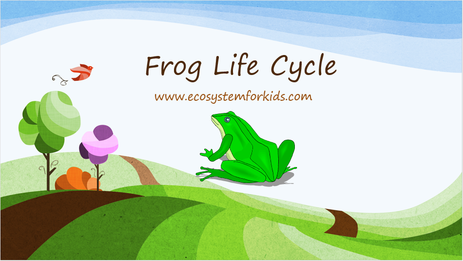 A powerpoint lesson on frog's life cycle